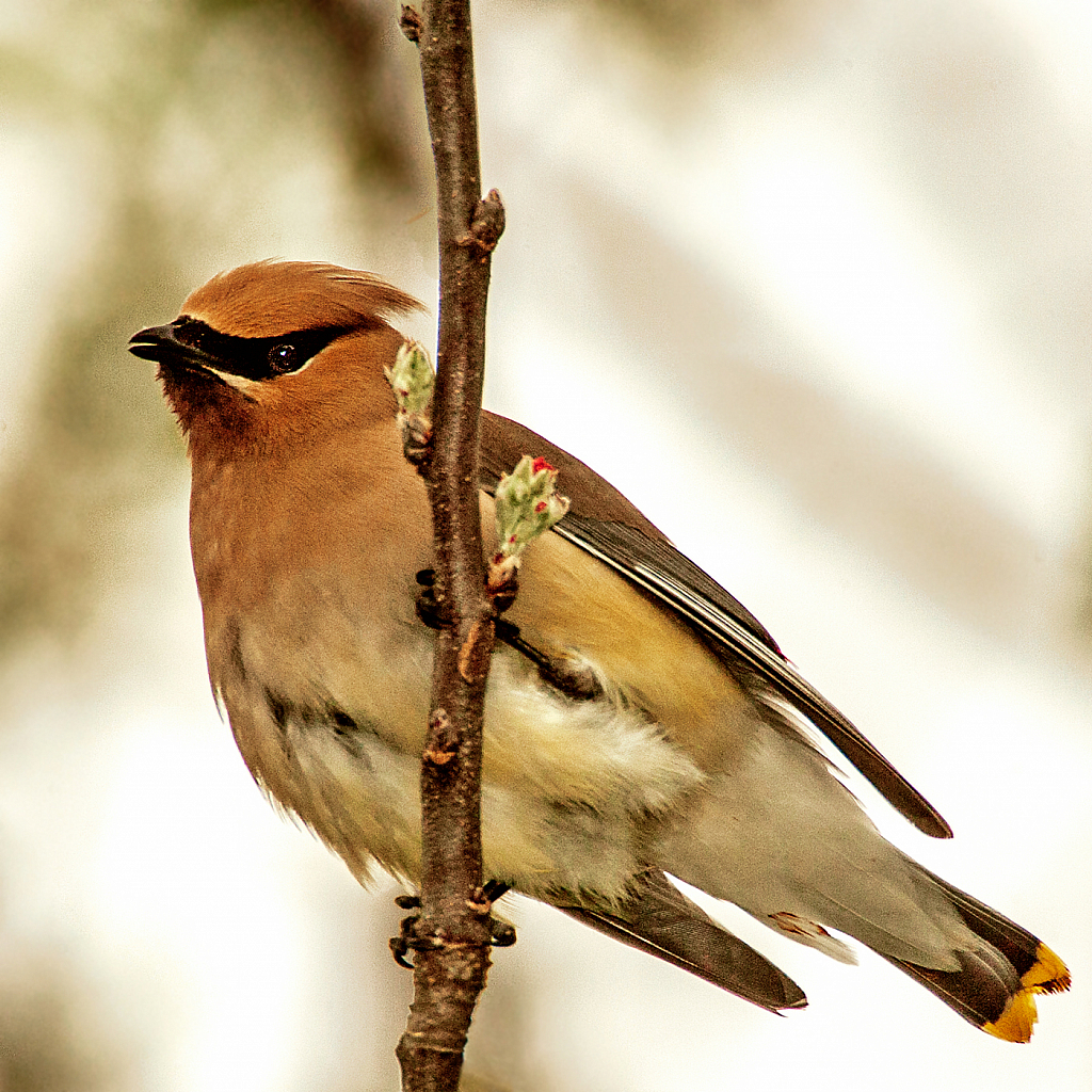 Cedar Waxwing - ID: 15935857 © Janet Criswell