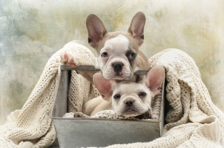 Alvin and Icee French Bulldogs