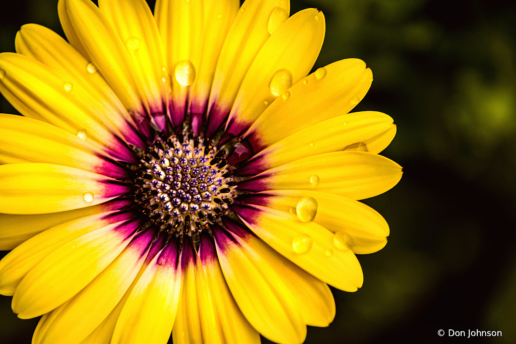 An Outstanding African Daisy 4-16-21 291