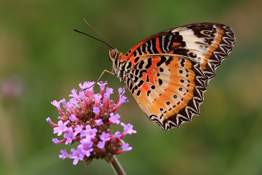 Lacewing