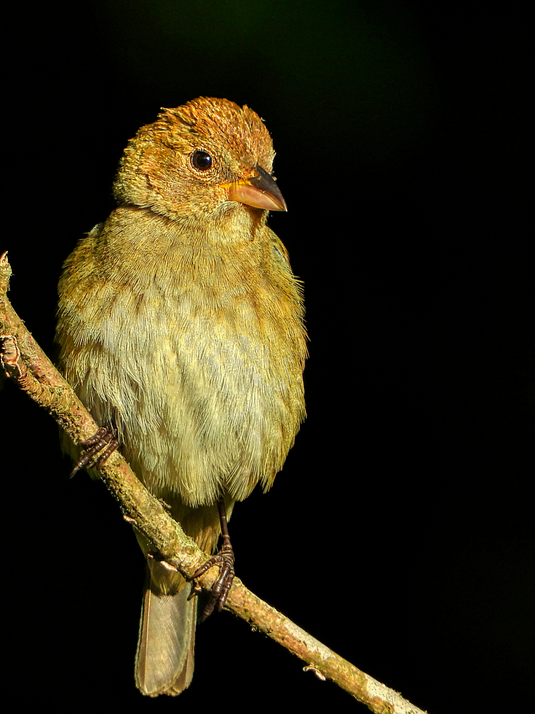 Indigo Bunting (female) - ID: 15936760 © Janet Criswell