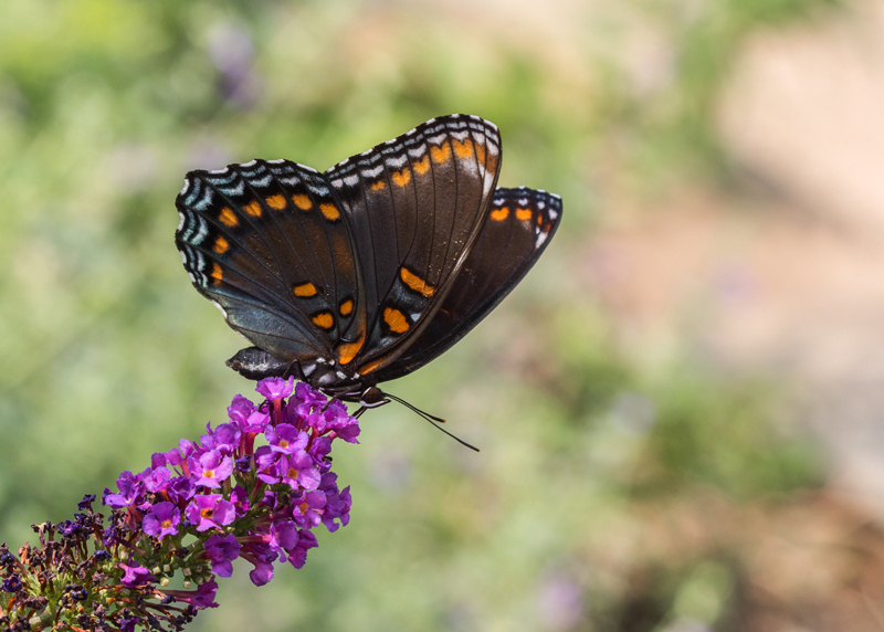 Red-spotted purple 