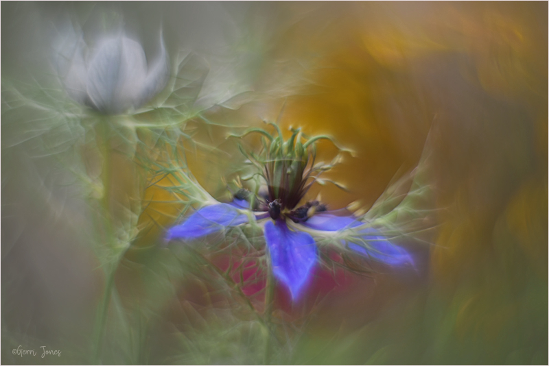 Love in a Mist