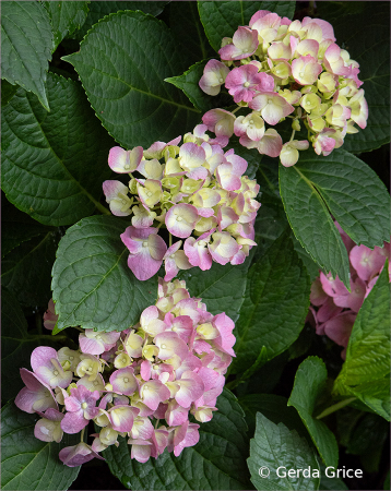 Colourful Hydrangeas