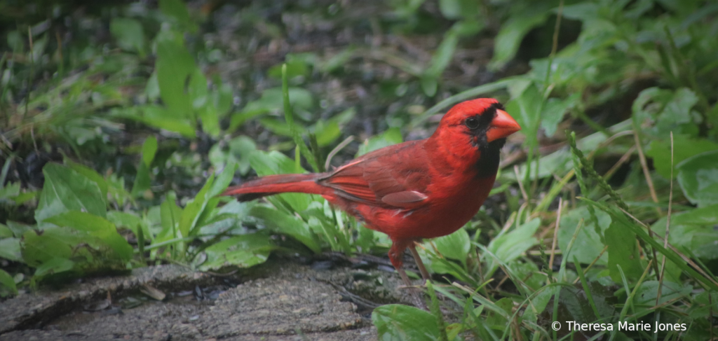 Male Cardinal - ID: 15936887 © Theresa Marie Jones