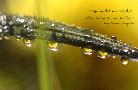 Every Dewdrop