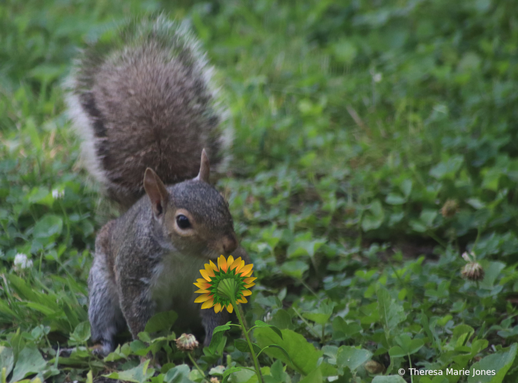 Sunshine Ahead - ID: 15936889 © Theresa Marie Jones