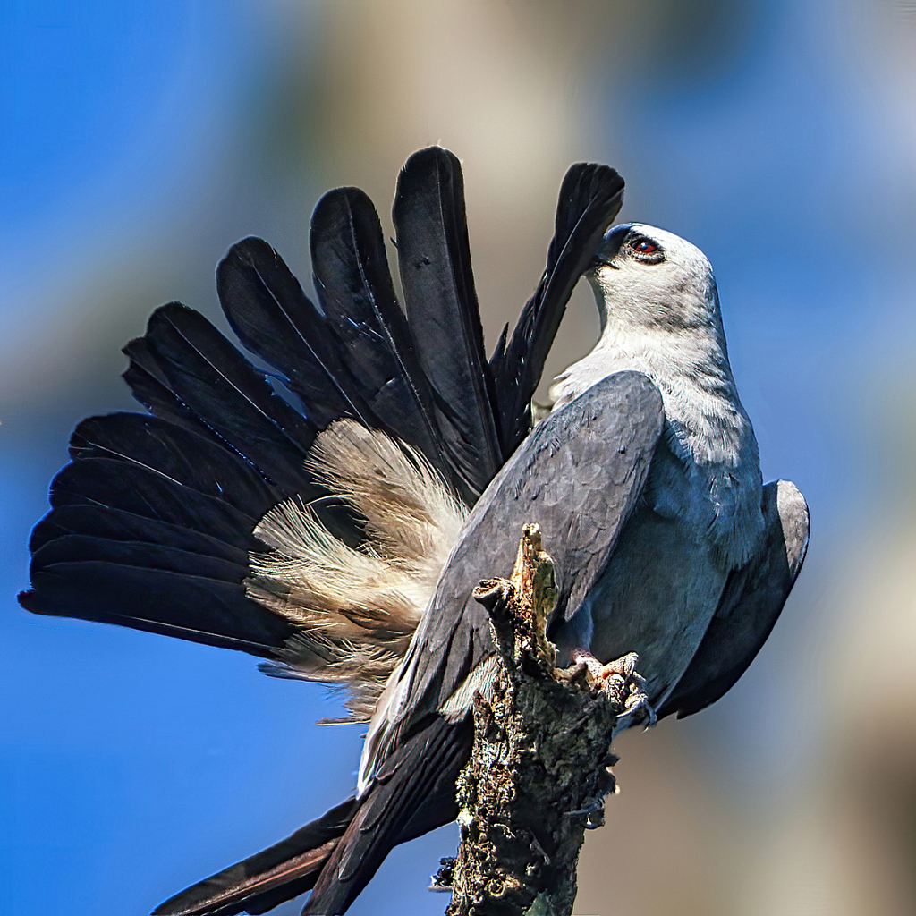 Getting Ready to Go Out for Dinner - ID: 15936842 © Janet Criswell