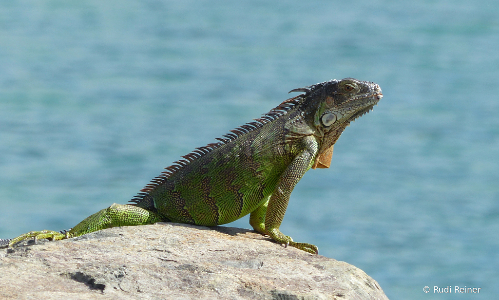 Sun bathing, Grand Case Saint Martin