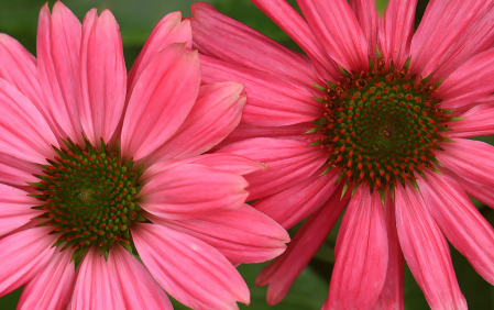 Two Pink Coneflowers