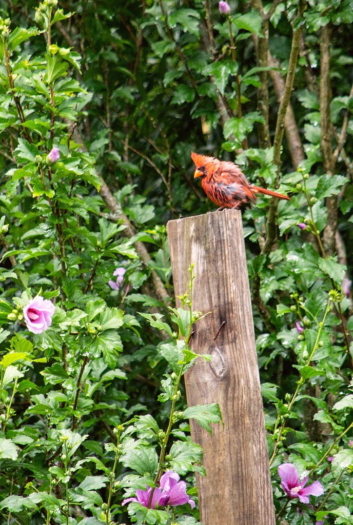 Cardinal on post