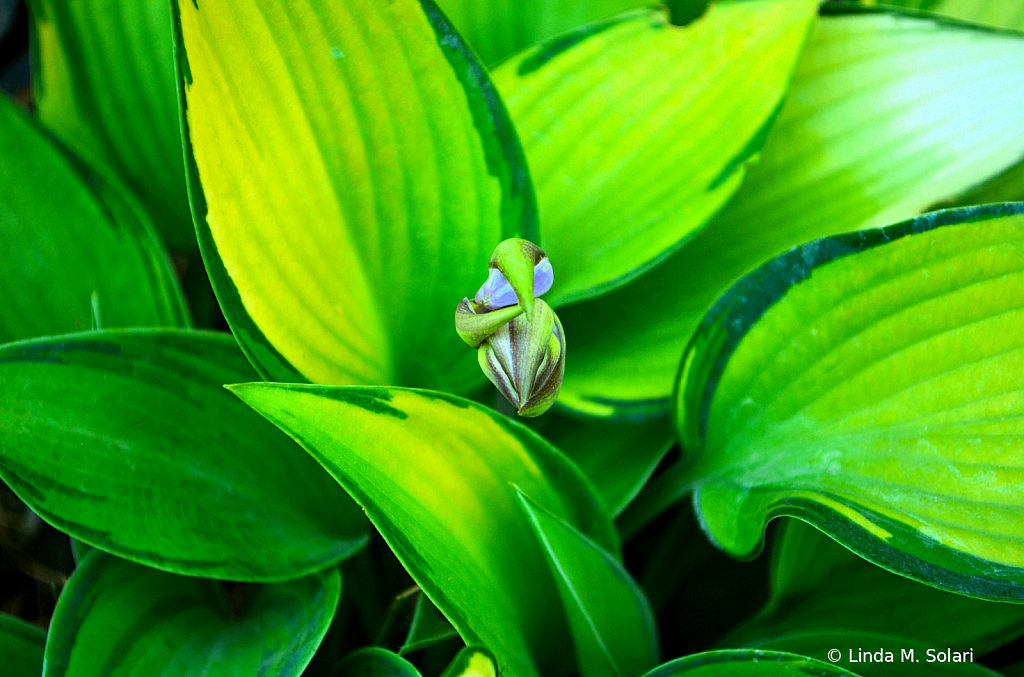 Green With A Side Of Purple