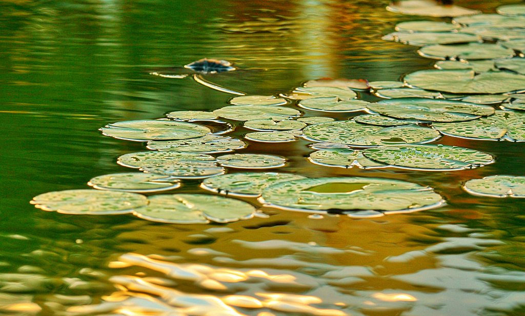 Lilly Pads of Color