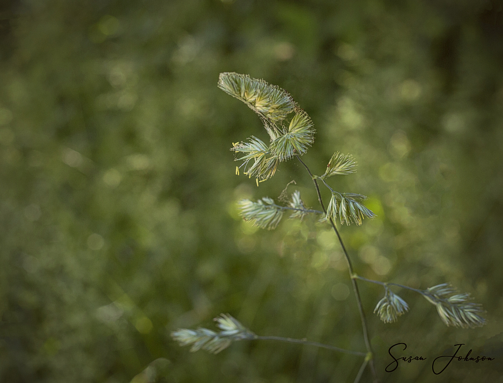 Backyard Weed