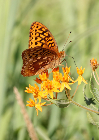 Summer Beauty