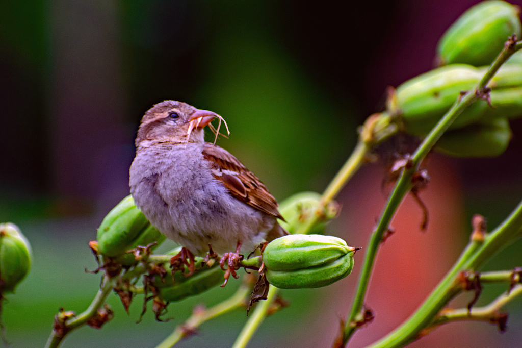 Perched on a Yucca Plant