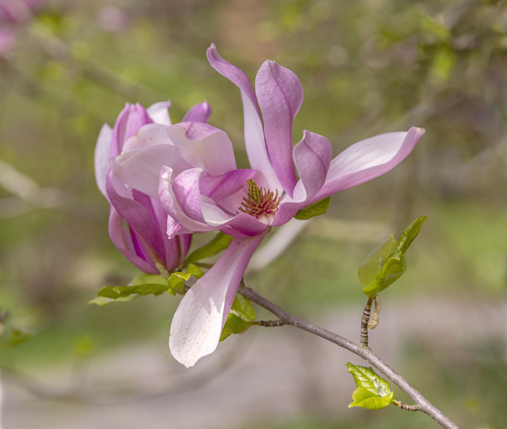 Magnolia