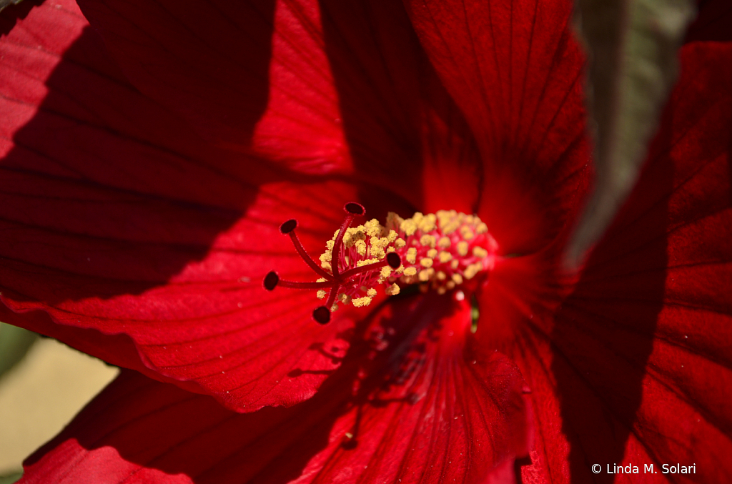 Hibiscus 