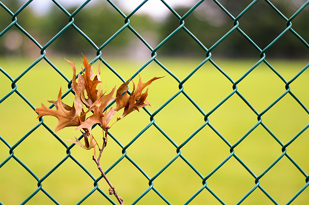 Stuck in Fence 