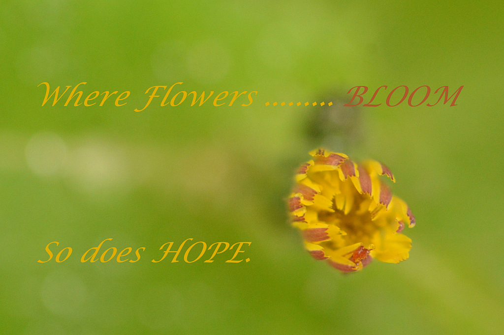 Hope & Bloom
