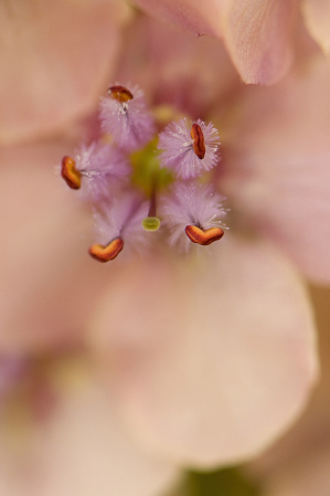 Verbascum