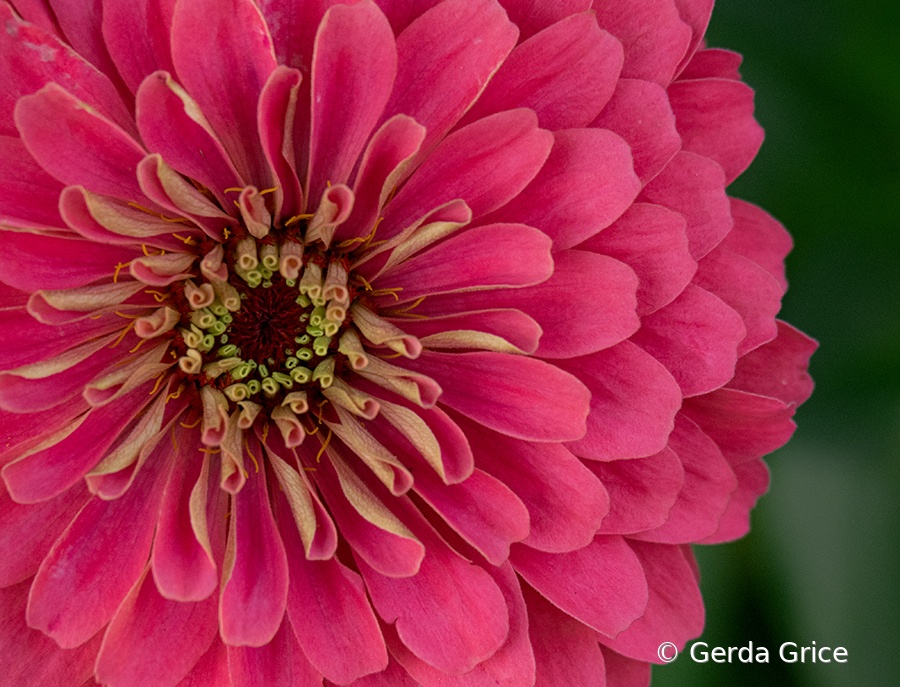 Close-Up of Pink Zinnia