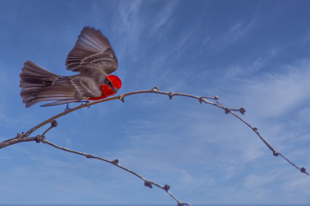 Vermilion Flycatcher