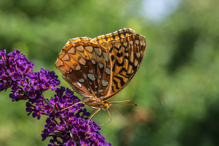 Great spangled fritillary