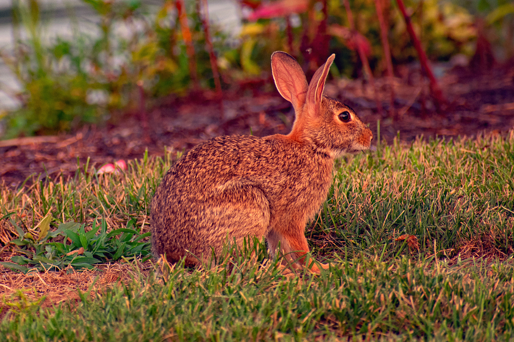 Evening Rabbit