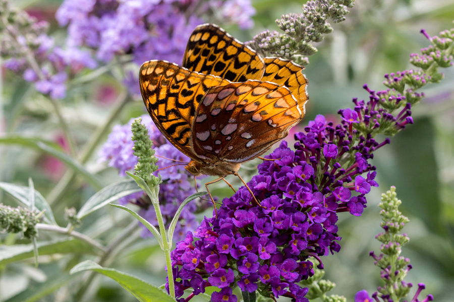 Great Spangled Fritillary on Buddleia 