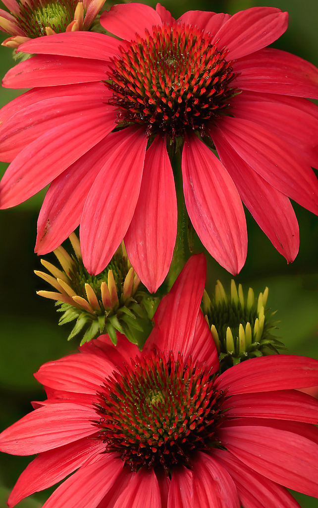 Red Cone Flowers and Buds
