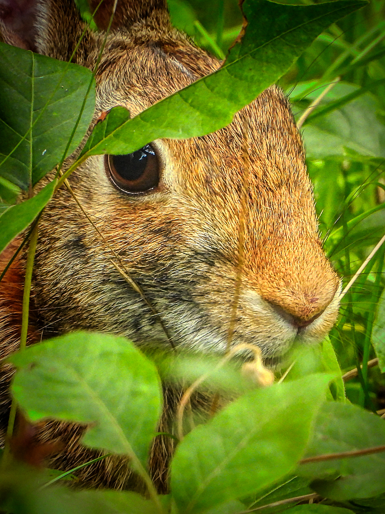 Bunny in the Brush - ID: 15938708 © Janet Criswell