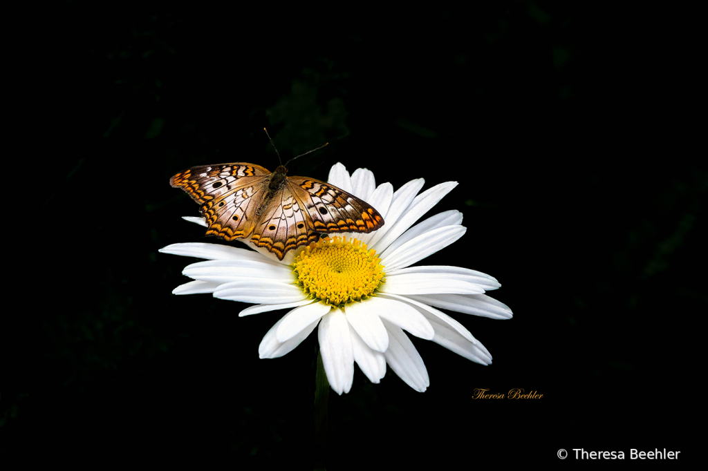 Butterfly Daisy