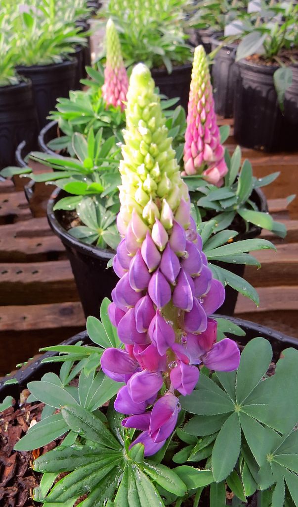 More Lupine