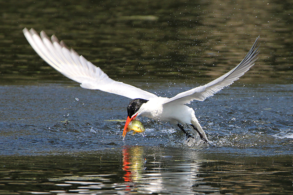 Tern grabbing lunch