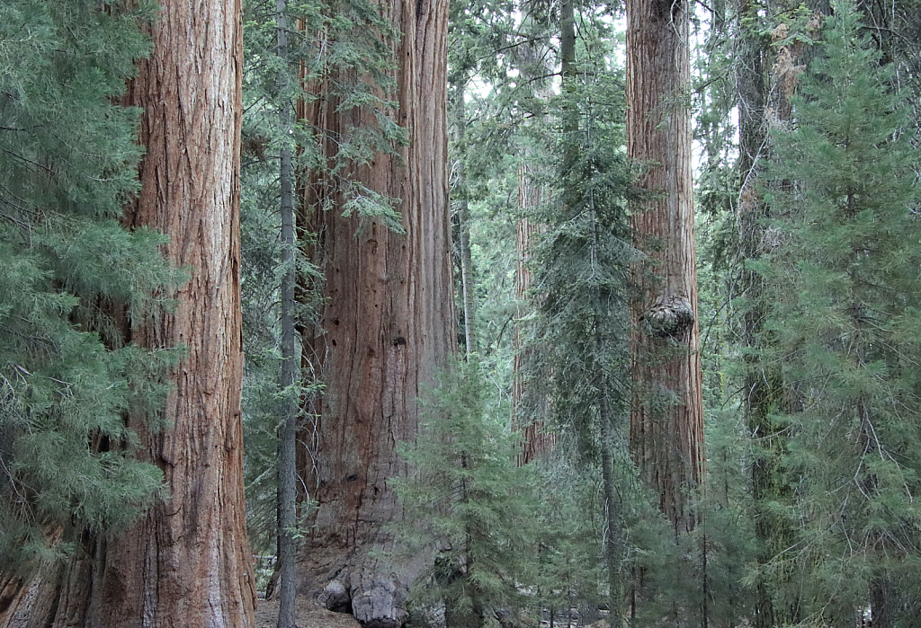 Sequoia Forest