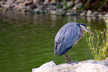 The Blue Heron