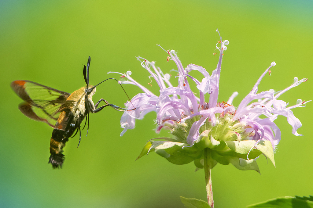 The Hummingbird Moth