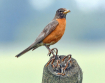 Robin Redbreast