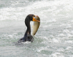The Big Catch
