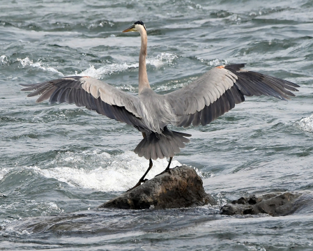 The Landing