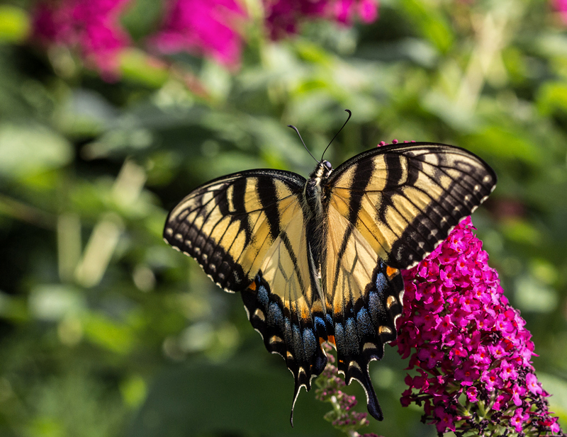 Eastern Tiger Swallowtail 