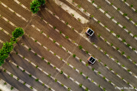 plantation field