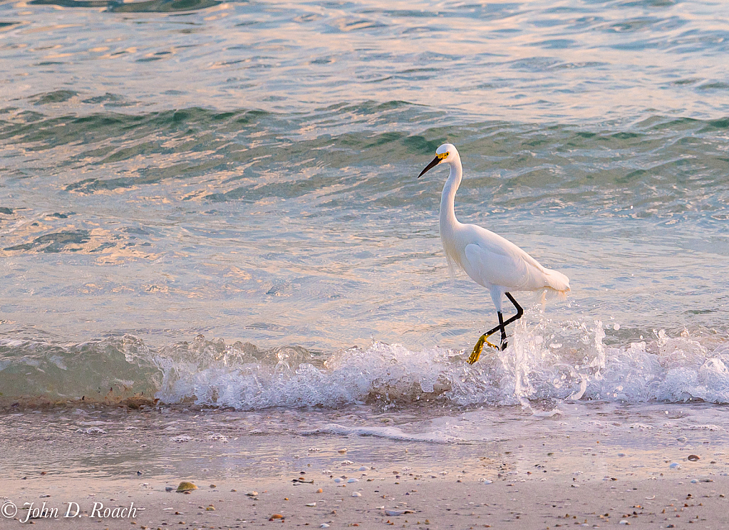 Strutt'n in the Surf - ID: 15939857 © John D. Roach