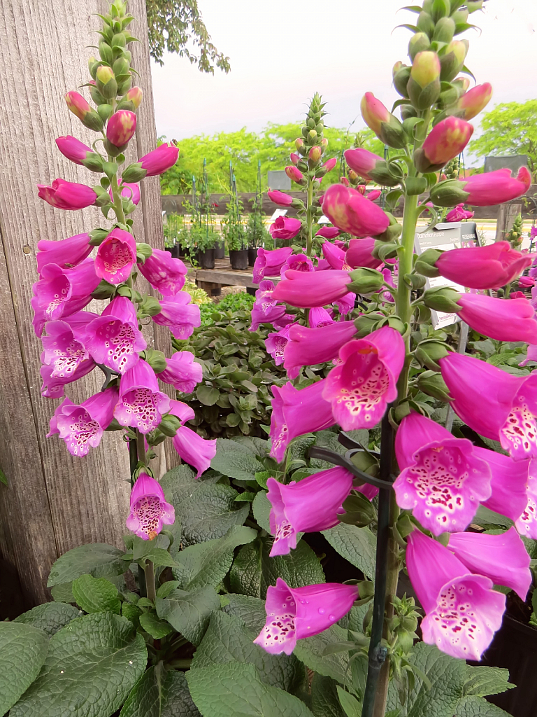 At The Nursery