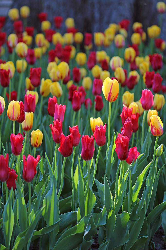 Red And Yellow Tulips 