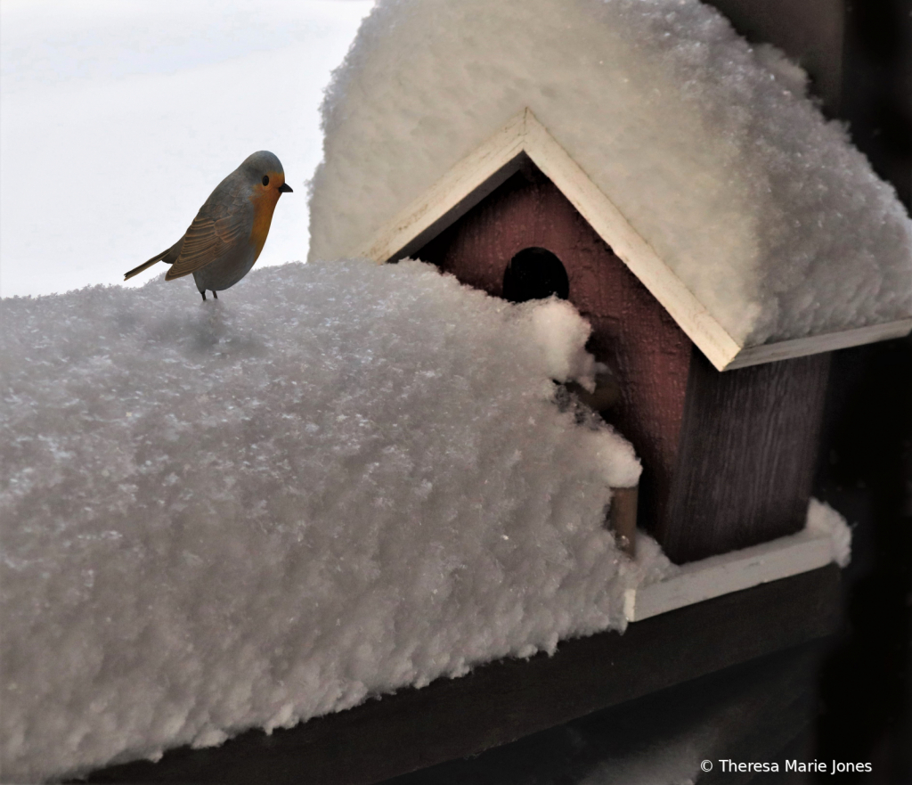 My Winter Home - ID: 15939862 © Theresa Marie Jones