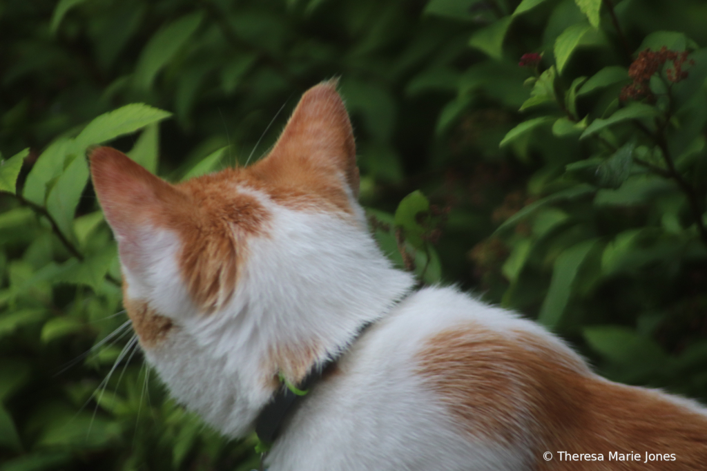 I'm All Ears - ID: 15939870 © Theresa Marie Jones