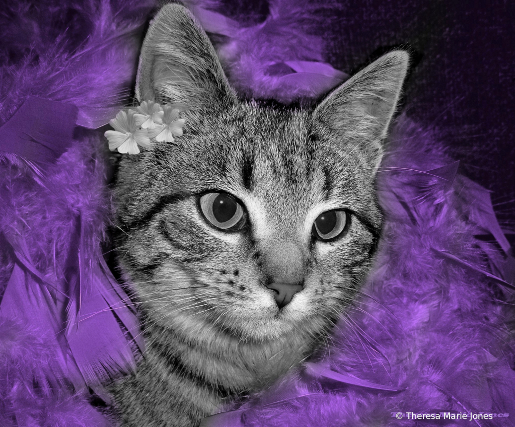 Pretty in Purple - ID: 15939872 © Theresa Marie Jones