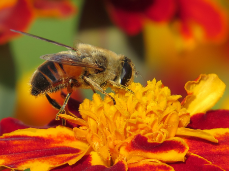 Pollinating